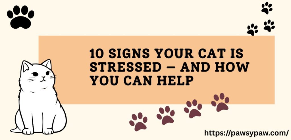 Signs Your Cat Is Stressed