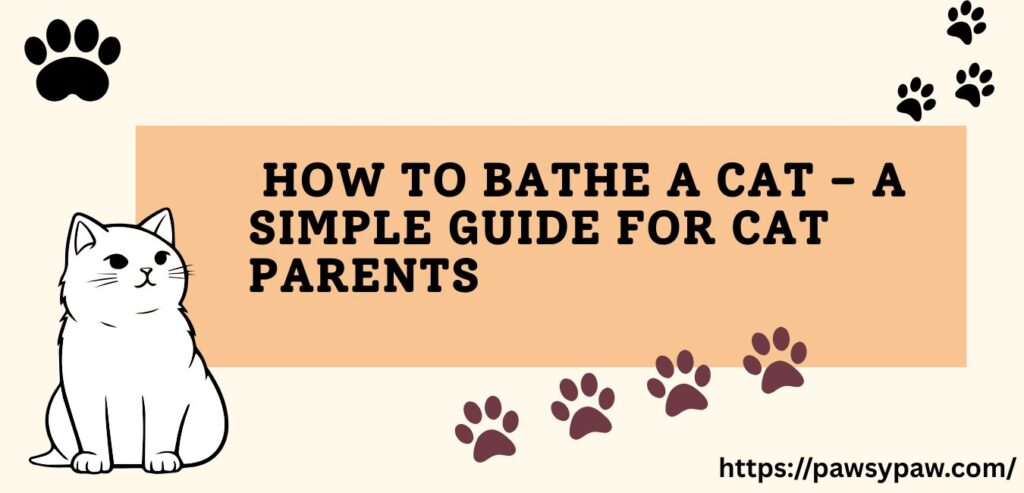 how to bathe a cat

