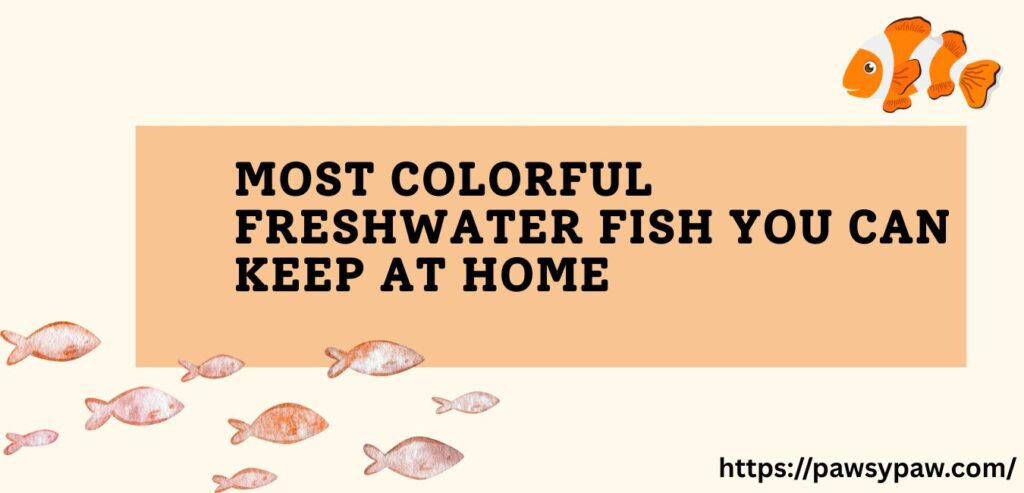 colorful freshwater fish