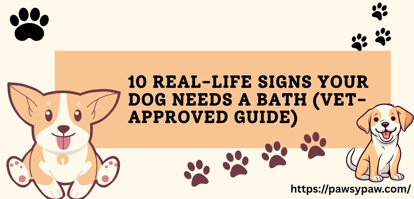 10 Real-Life Signs Your Dog Needs a Bath (Vet-Approved Guide)