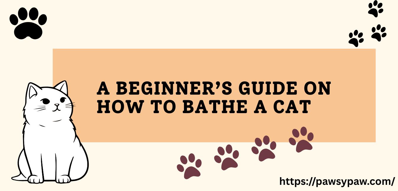 A Beginner’s Guide on How to Bathe a Cat